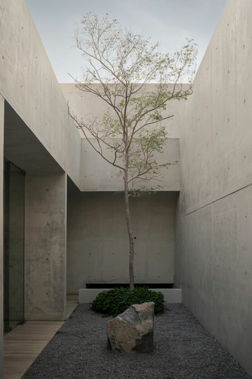 A minimalist courtyard with concrete walls features a small tree surrounded by gravel, a large rock, and some low green plants.