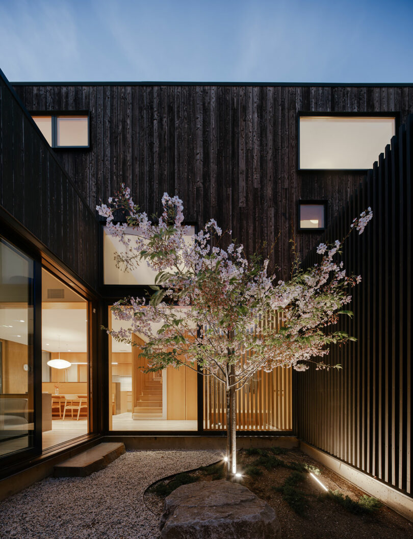 A small flowering tree stands in a modern courtyard surrounded by dark wooden walls, large windows, and minimal landscaping illuminated by ground lights.