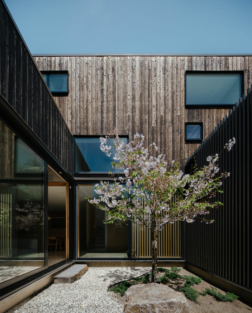 A modern wooden house features large windows and a central courtyard with a blossoming tree, gravel ground, and rocks under a clear sky.