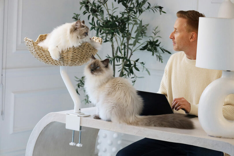 A man sits at a desk with a laptop, while two fluffy cats are nearby—one on the desk and one in a basket perch attached to the desk.