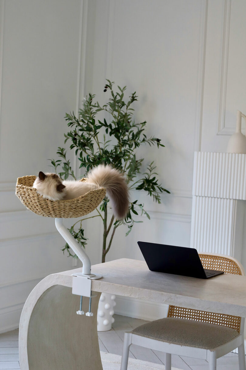 A fluffy cat lounges in a woven basket mounted on a desk near a laptop, chair, and indoor plant in a modern, minimal workspace.
