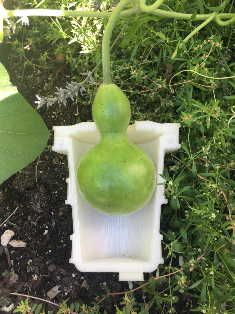 A green gourd is growing vertically inside a white, rectangular plastic mold placed on soil and surrounded by green plants.