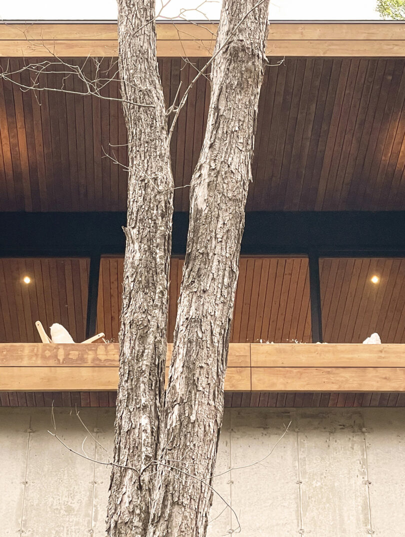 Two tree trunks stand in front of a modern building with a wood-paneled ceiling, balcony, and spotlights, with white chairs visible on the balcony.
