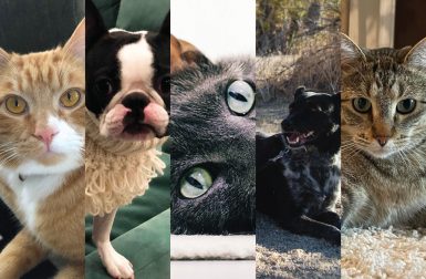 The Design Milk Team Celebrates National Pet Day!